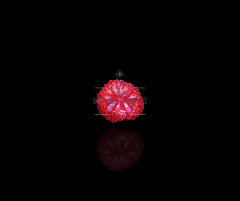Cynarina (red)